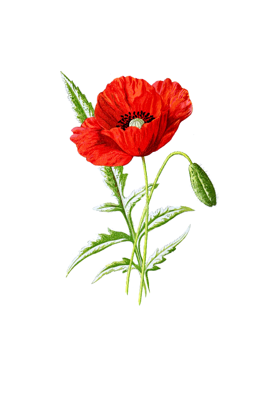 Photo by susannp4 poppy, flower, blossom, bloom, nature, red, isolated, vintage, shabby chic, poppy, poppy, poppy, poppy, poppy, vintage