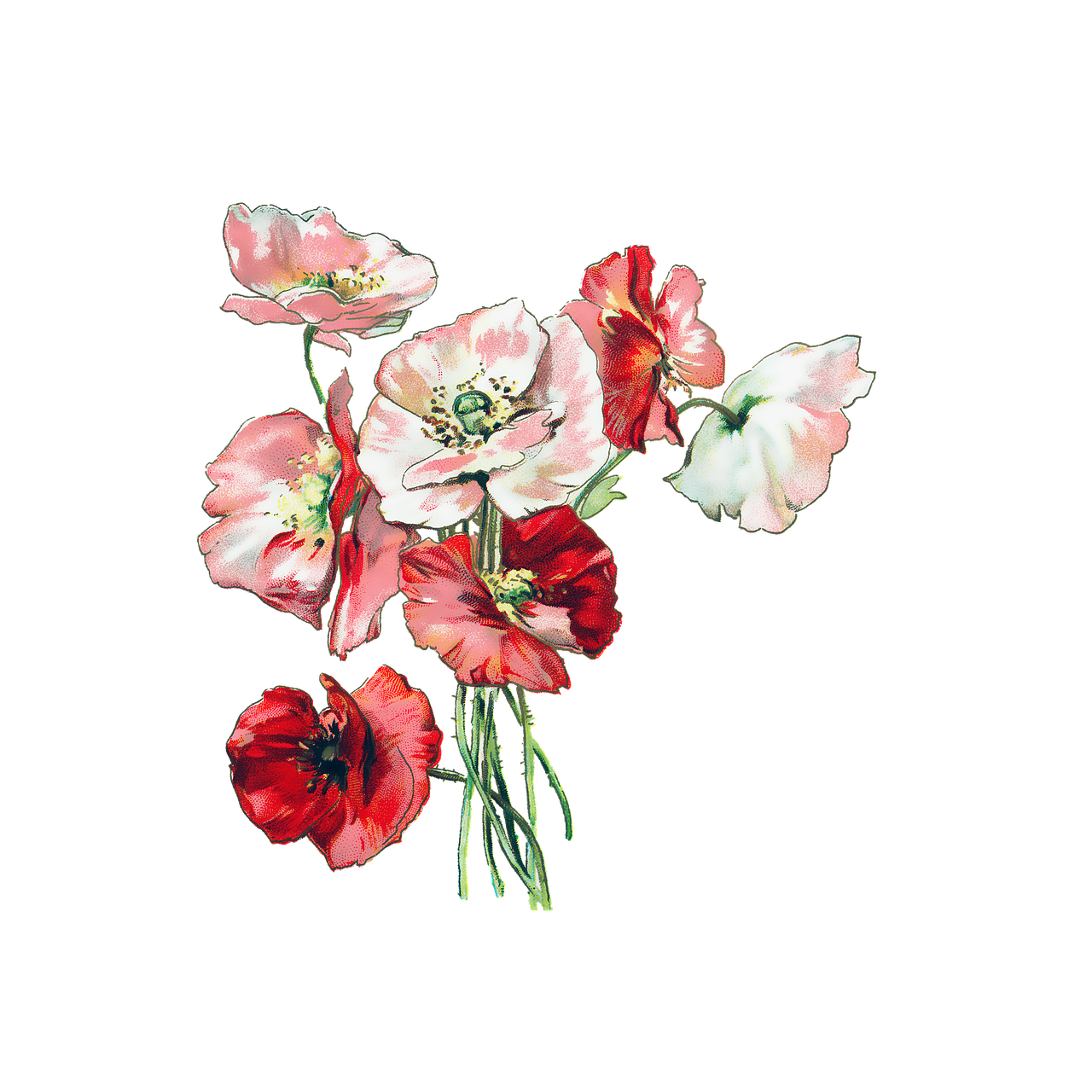 Photo by No-longer-here flowers, poppies, poppy, vintage, nature, red, plant, bloom, wildflower, cutout, botanical, flowers, flowers, poppies, poppies, poppies, poppies, poppy, poppy, poppy, poppy, poppy, vintage, vintage, wildflower, botanical, botanical, botanical