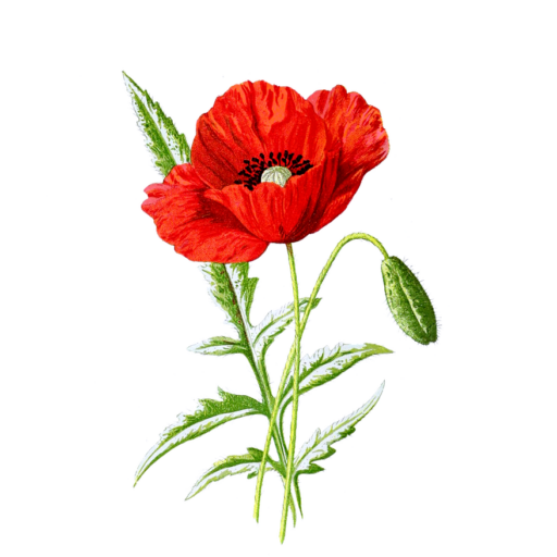 poppy, flower, blossom, bloom, nature, red, isolated, vintage, shabby chic, poppy, poppy, poppy, poppy, poppy, vintage
